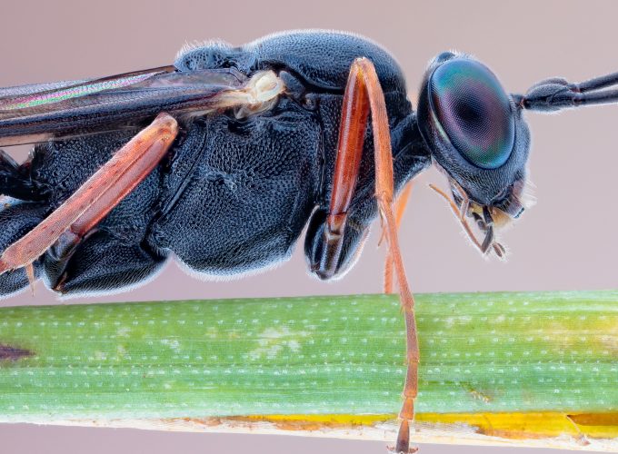 Wallpaper Slender Parasite, insects, macro, eyes, black, nature, legs, antennae, Animals 1503612213